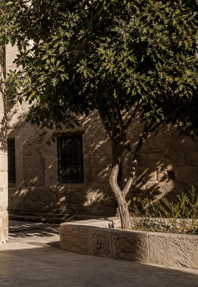 A courtyard tree in a stone planter, with branch shadows on a private wall